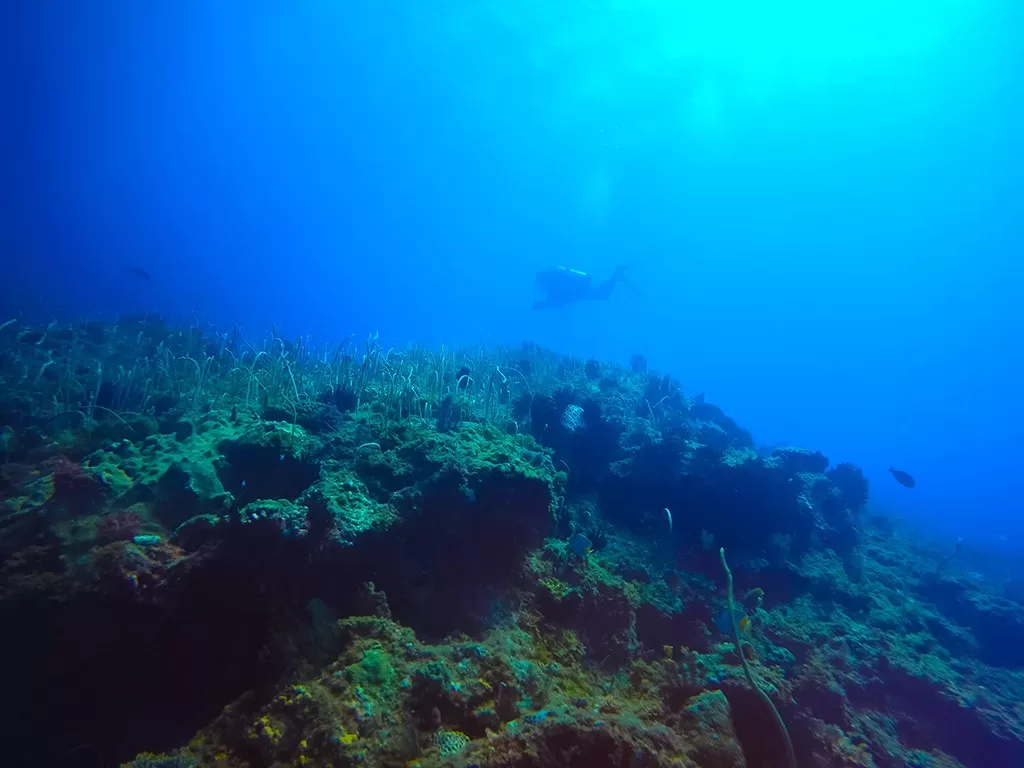 船潛 頂白沙 | 放流潛水