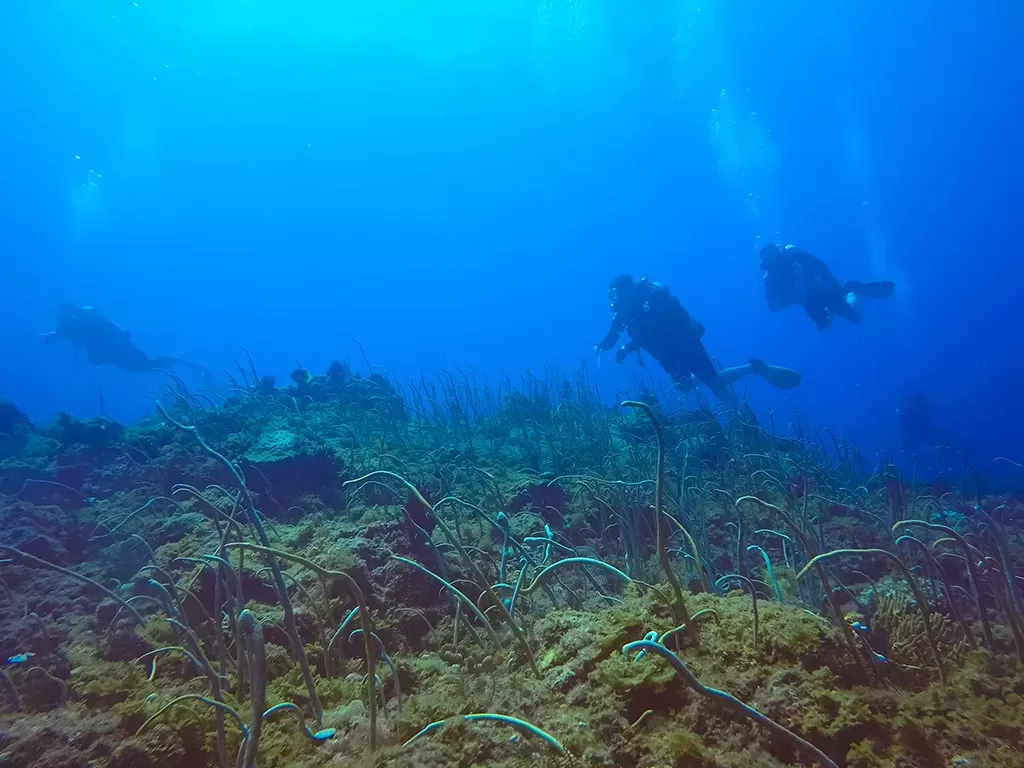 船潛 頂白沙 | 放流潛水