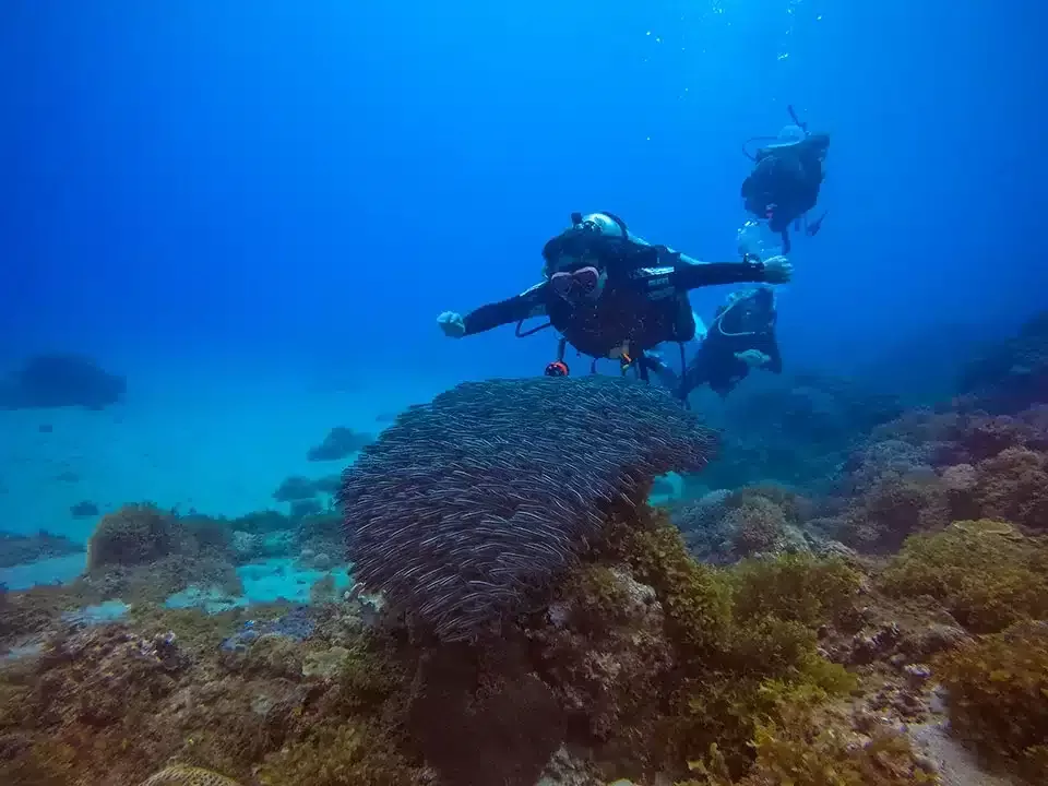 潛水旅遊 | FUNDIVE
