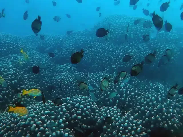 後壁湖-餵魚區