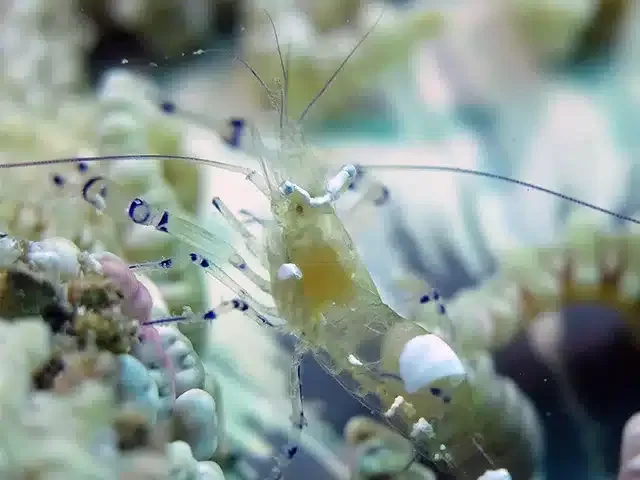 後壁湖-餵魚區